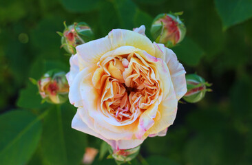 Gelbe Rose mit vielen Knospen blüht im Garten