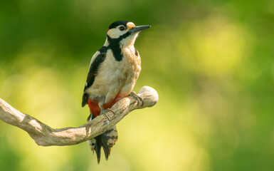 Syrian Woodpecker (Dendrocopos syriacus) in forest