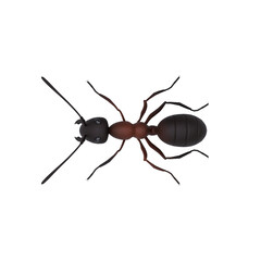 Hercules ant