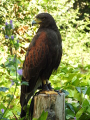 eagle bird of prey large size large wings feather gay feather mont black brown orange large curved beak black yellow brown eyes large wingspan strong legs claws carnivore scavenger