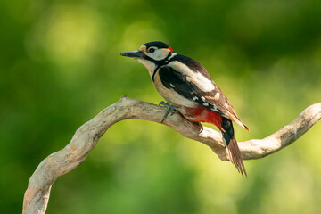 Syrian Woodpecker (Dendrocopos syriacus) in forest