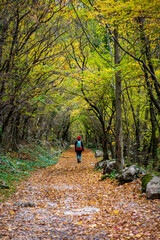 Fototapeta premium Woman tourist going hiking in deciduous forest between rocks and stones. Colorful autumn nature hiker girl walking in national park in Paklenica National Park Croatia. Cold weather outerwear gear.