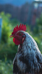 rooster in the farm