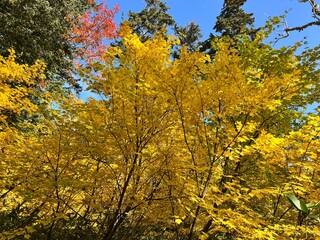 鮮やかなもみじの紅葉
