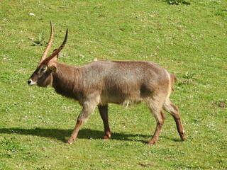 aquatic antelope bovine large size large weight brown long hair large antlers spiral shape medium tail brown ears large black eyes black nose long legs lying on the ground eating grass