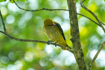 Female Golden Oriole (Oriolus oriolus)