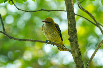 Female Golden Oriole (Oriolus oriolus)
