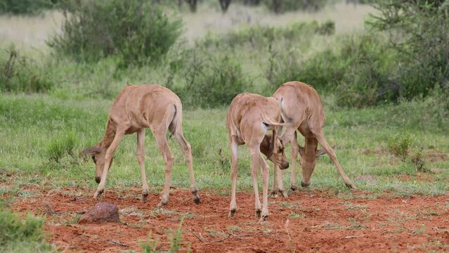 Tsessebe antelope (Damaliscus lunatus) calves in natural habitat, Mokala National Park, South Africa