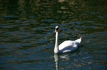 Cisne blanco en el r&iacute;o Nabao, Tomar, Portugal