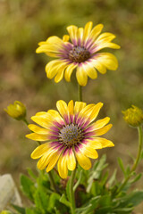 Two yellow African Daisies in spring sun