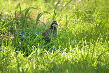 Male Bobwhite quail sitting in the shade of a tree on a hot summer evening