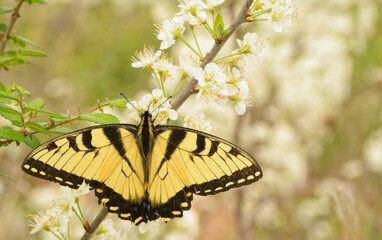 Eastern Tiger Swallowtail butterfly getting nectar from a white wild plum flower in spring