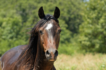 Fototapeta premium Dark bay Arabian horse loking at the viewer head-on; with copy space