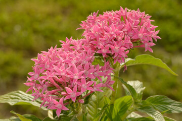 Fototapeta premium Pink Pentas flowers growing in clusters in spring sun