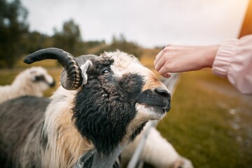 A hand reaches out and strokes a sheep's cheek. The concept of people is petting animals in a...