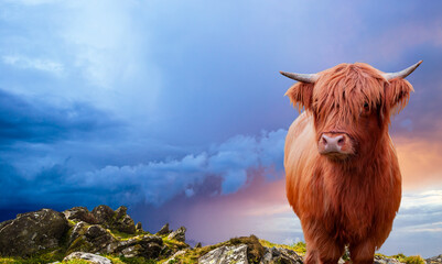 Portrait of a Scottish Highland cow over a burning sky