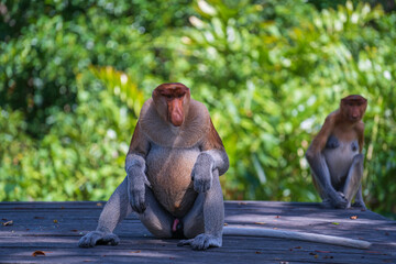 Family of wild Proboscis monkey or Nasalis larvatus, in the rainforest of island Borneo, Malaysia, close up
