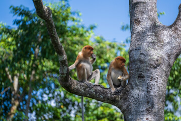 Family of wild Proboscis monkey or Nasalis larvatus, in the rainforest of island Borneo, Malaysia, close up