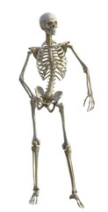 human skeleton isolated on transparent