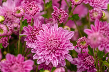 Obraz premium A close up photo of a bunch of pink chrysanthemum flowers