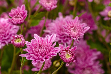 A close up photo of a bunch of pink chrysanthemum flowers