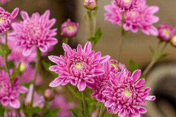 Obraz premium A close up photo of a bunch of pink chrysanthemum flowers