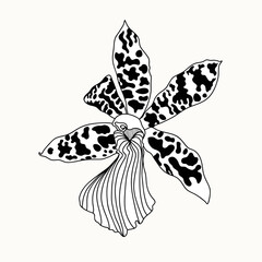 Black and white orchid. Orchid cymbidium flower isolated on white background. - obrazy, fototapety, plakaty