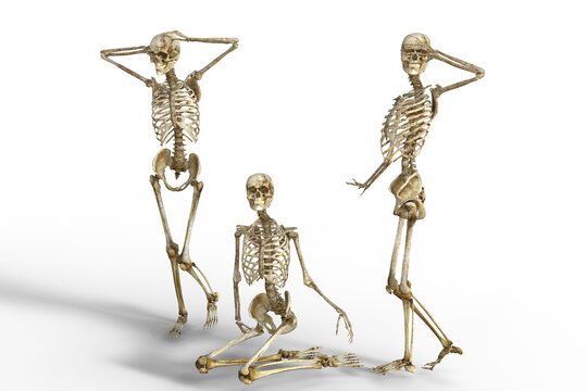  3 skeletons on transparent background