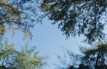 pine trees covering the sky