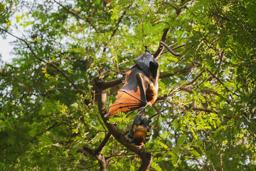 Fototapeta premium bats life in the forest