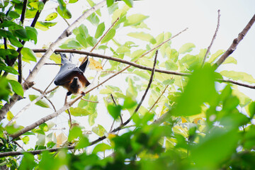 Enchanting Bats: Capturing the Mysteries of Forest Life