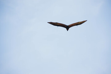 bats life in the forest
