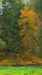 autumn in the forest