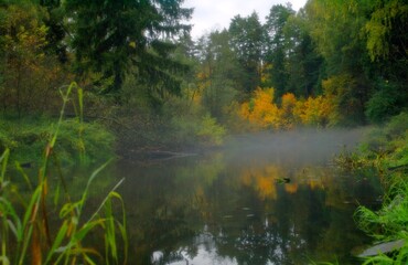 autumn in the forest