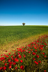 Alone tree in a wheat field - 534782686
