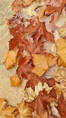 Autumn background, yellow maple leaves in water