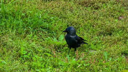 A close-up photo of a rook on green grass