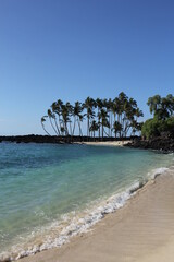 beach with palm trees