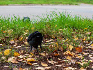 A close-up photo of a rook on green grass