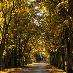 Autumn Landscape Alley Trees and leaves in the rays of sunlight