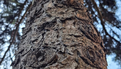 Tree trunk with textured bark.
