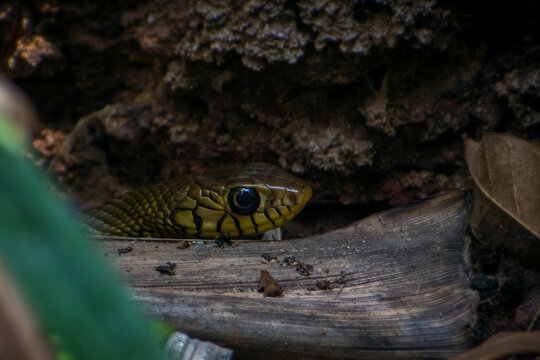 Ptyas mucosa, commonly known as the oriental ratsnake, Indian rat snake