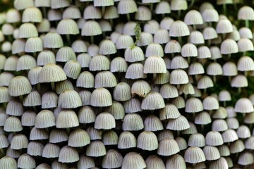 Fairy inkcap mushrooms, Coprinellus disseminatus