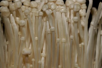 Small enokitake mushrooms, Flammulina filiformis