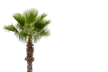 Palm tree isolated on a white background