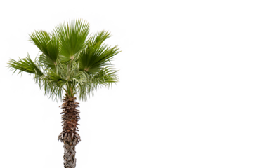 Palm tree isolated on a white background