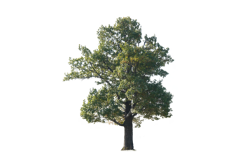 Tall isolated oak tree with green leaves