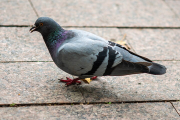 A pigeon is looking for bread crumbs on the sidewalk on an autumn day.
