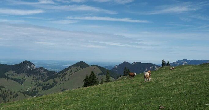 Bayerische Berglandschaft - Sudelfeldgebiet im Mangfallgebirge nahe Bayrischzell. Freilaufende Rinderzucht in den gr&uuml;nen Wiesen mit Blick auf Wendelsteinmassiv