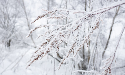 An ice-covered tree branch in a winter forest.